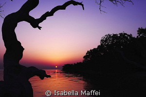 "SUNRISE ON MANGROVE" by Isabella Maffei 